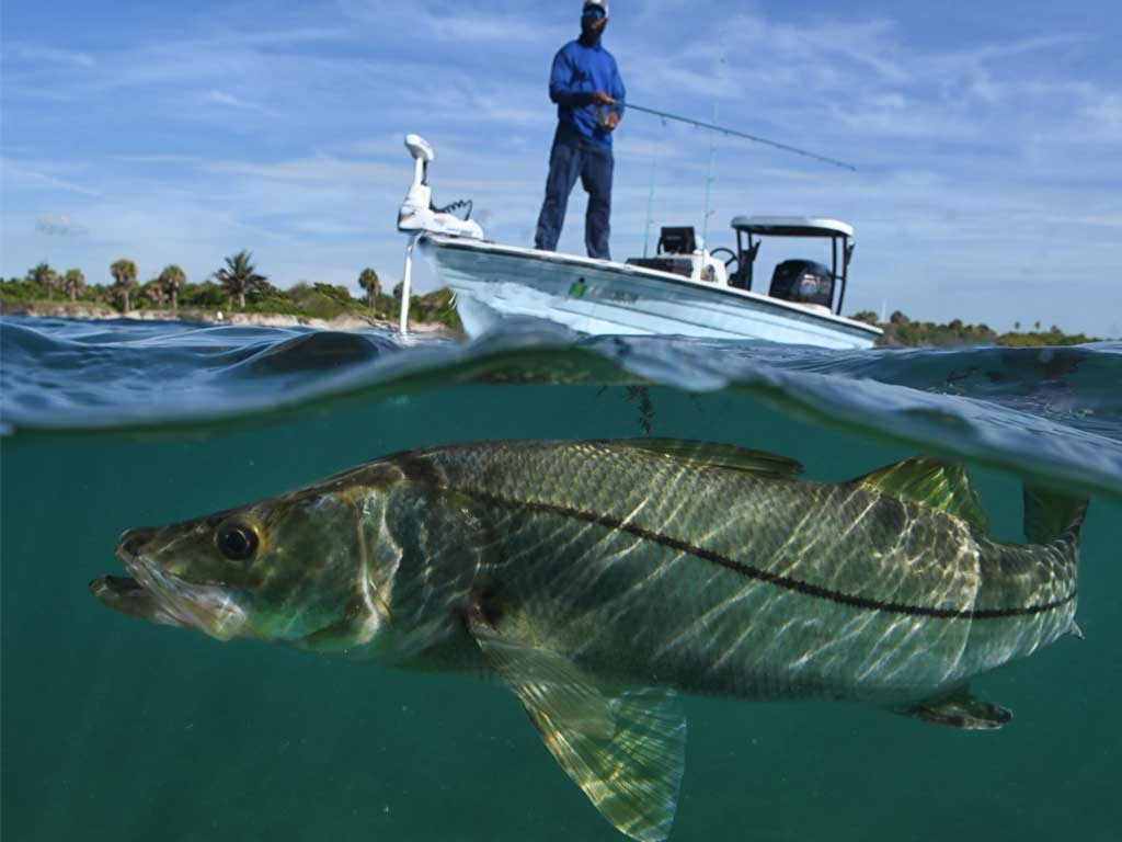 Element -   | Raymarine - A Brand by FLIR
